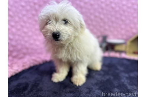 成約済の茨城県のミックス犬-365182の6枚目