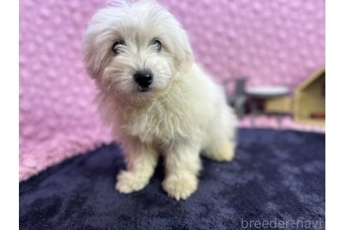 成約済の茨城県のミックス犬-365182の5枚目