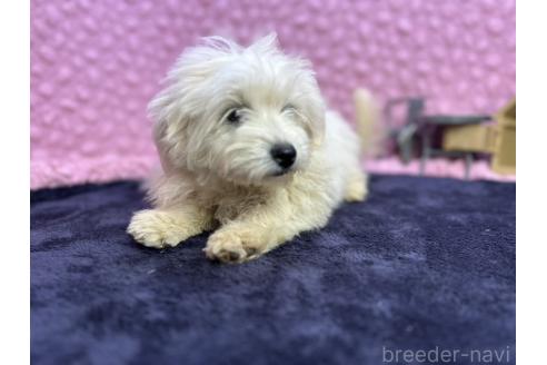 成約済の茨城県のミックス犬-365182の4枚目