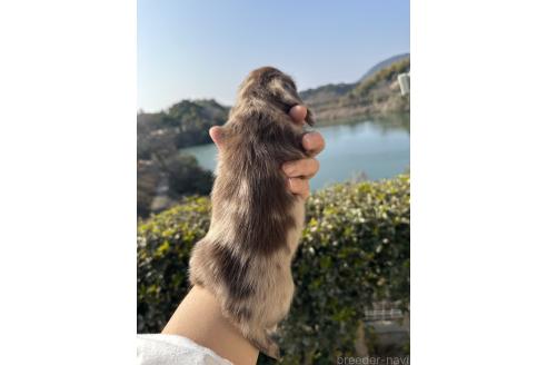 成約済の福岡県のミニチュアダックスフンド(ロングヘアード)-366334の5枚目