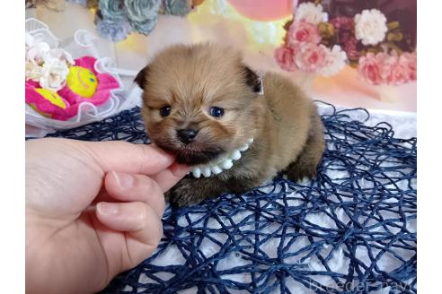 成約済の神奈川県のポメラニアン-365038の20枚目