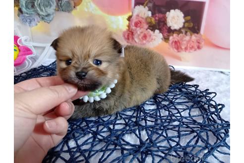 成約済の神奈川県のポメラニアン-365038の18枚目