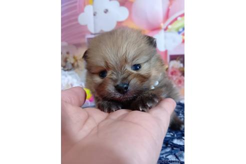 成約済の神奈川県のポメラニアン-365038の16枚目