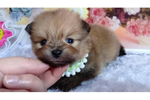 成約済の神奈川県のポメラニアン-365038の13枚目