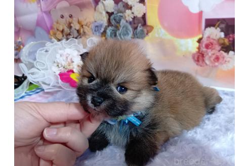 成約済の神奈川県のポメラニアン-365035の16枚目
