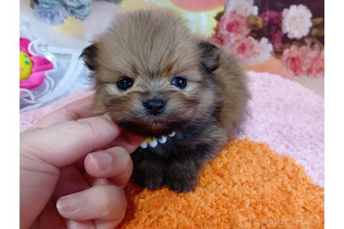 成約済の神奈川県のポメラニアン-365036の10枚目