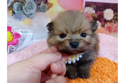 成約済の神奈川県のポメラニアン-365036の8枚目