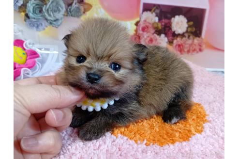 成約済の神奈川県のポメラニアン-365036の1枚目