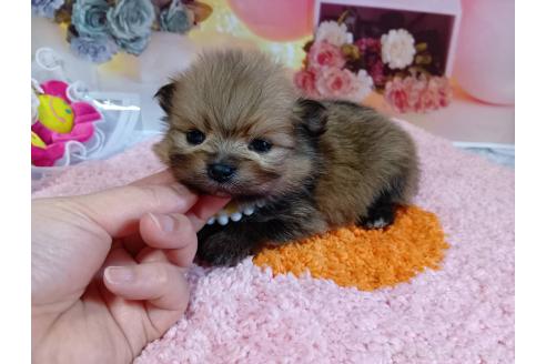 成約済の神奈川県のポメラニアン-365036の6枚目