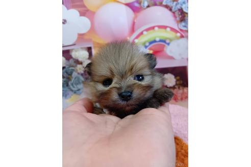 成約済の神奈川県のポメラニアン-365036の5枚目