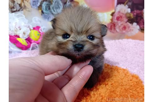 成約済の神奈川県のポメラニアン-365036の4枚目