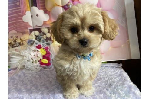 成約済の神奈川県のミックス犬-357497の33枚目