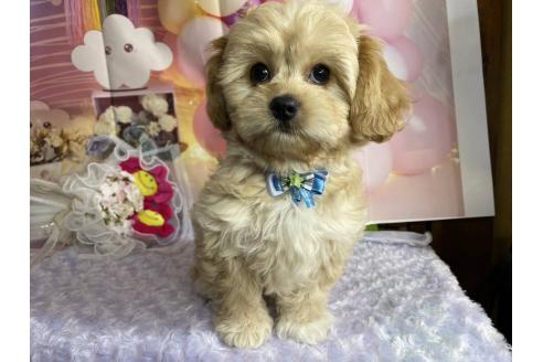 成約済の神奈川県のミックス犬-357497の32枚目
