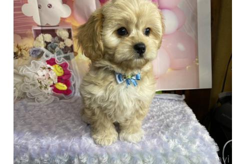 成約済の神奈川県のミックス犬-357497の31枚目