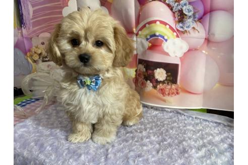 成約済の神奈川県のミックス犬-357497の30枚目