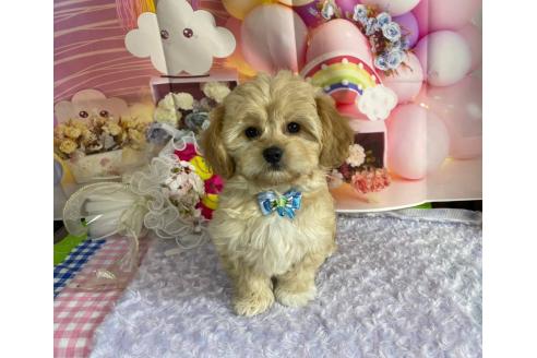 成約済の神奈川県のミックス犬-357497の28枚目