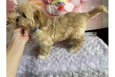 成約済の神奈川県のミックス犬-357497の27枚目