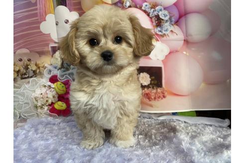 成約済の神奈川県のミックス犬-357497の26枚目
