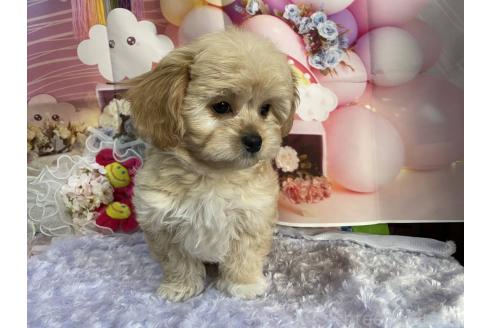 成約済の神奈川県のミックス犬-357497の25枚目
