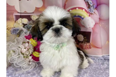 成約済の神奈川県のシーズー-352333の22枚目