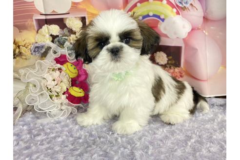 成約済の神奈川県のシーズー-352333の18枚目