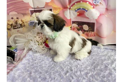 成約済の神奈川県のシーズー-352333の16枚目