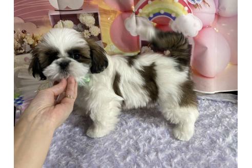 成約済の神奈川県のシーズー-352333の15枚目