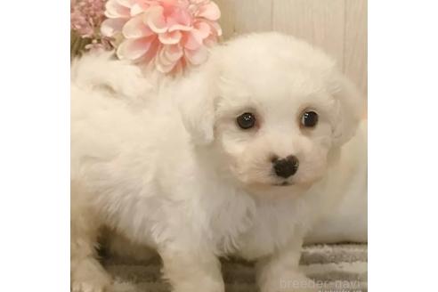 成約済の愛知県のビションフリーゼ-366382の8枚目