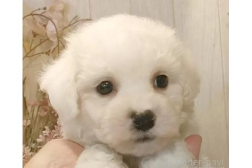成約済の愛知県のビションフリーゼ-366382の7枚目
