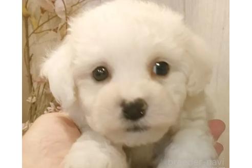 成約済の愛知県のビションフリーゼ-366382の5枚目