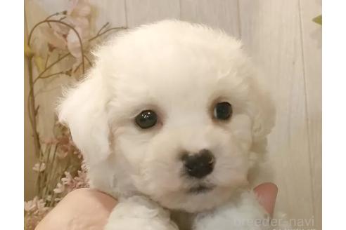 成約済の愛知県のビションフリーゼ-366382の3枚目