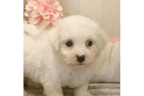 成約済の愛知県のビションフリーゼ-366382の2枚目