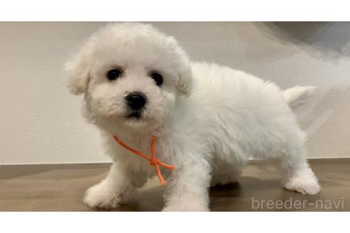成約済の滋賀県のビションフリーゼ-366394の4枚目