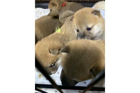 成約済の熊本県の柴犬-362066の8枚目
