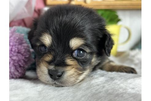 成約済の神奈川県のチワックス:チワワ×ミニチュアダックスフンド-366397の2枚目