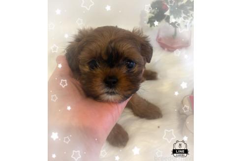 成約済の愛媛県のミックス犬-359077の1枚目
