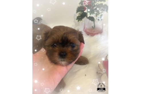 成約済の愛媛県のミックス犬-359077の5枚目