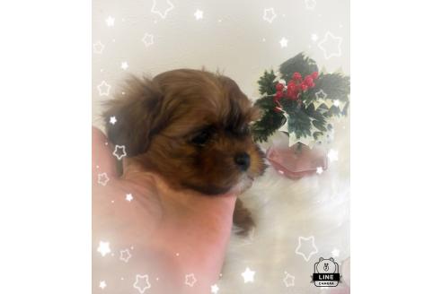 成約済の愛媛県のミックス犬-359077の4枚目
