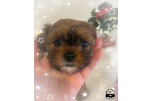 成約済の愛媛県のミックス犬-359077の2枚目