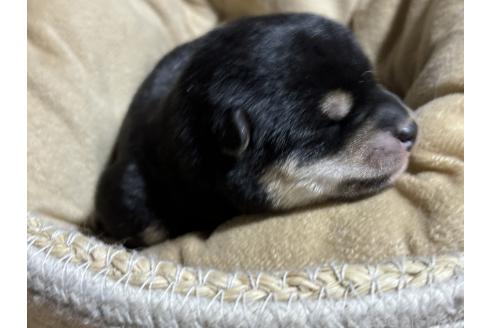 成約済の千葉県の柴犬-366618の3枚目