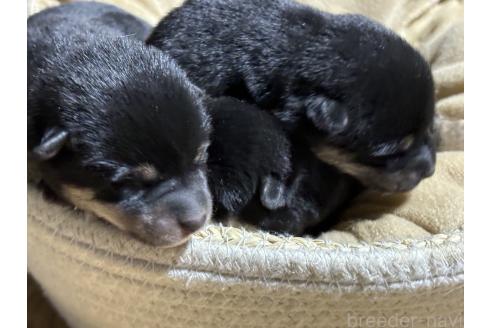 成約済の千葉県の柴犬-366618の2枚目