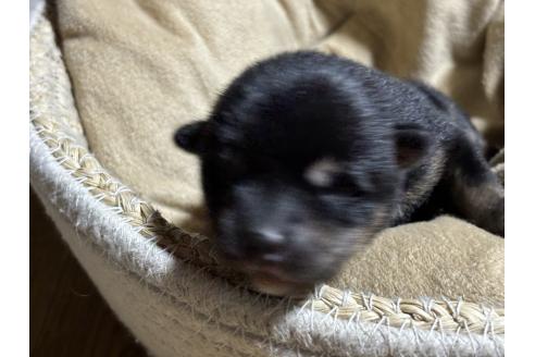 成約済の千葉県の柴犬-366620の6枚目