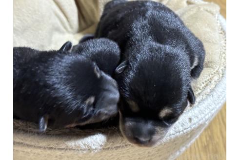 成約済の千葉県の柴犬-366620の5枚目