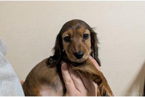 成約済の福岡県のミニチュアダックスフンド(ロングヘアード)-366418の5枚目