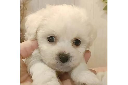 成約済の愛知県のビションフリーゼ-366419