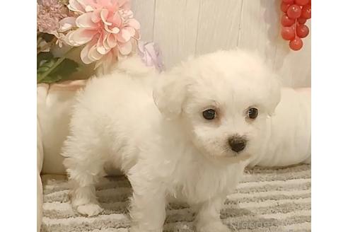 成約済の愛知県のビションフリーゼ-366419の7枚目