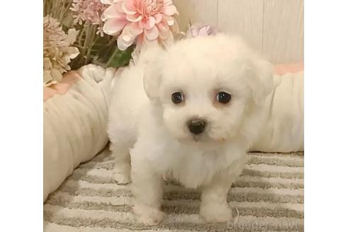 成約済の愛知県のビションフリーゼ-366419の6枚目