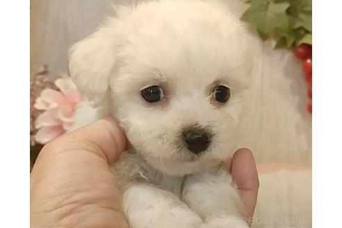 成約済の愛知県のビションフリーゼ-366419の5枚目