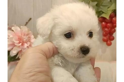 成約済の愛知県のビションフリーゼ-366419の4枚目