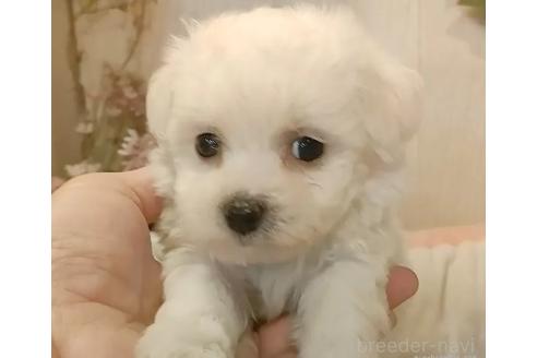 成約済の愛知県のビションフリーゼ-366419の3枚目